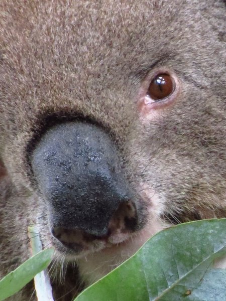 koala