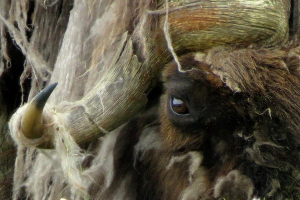 muskox musk ox