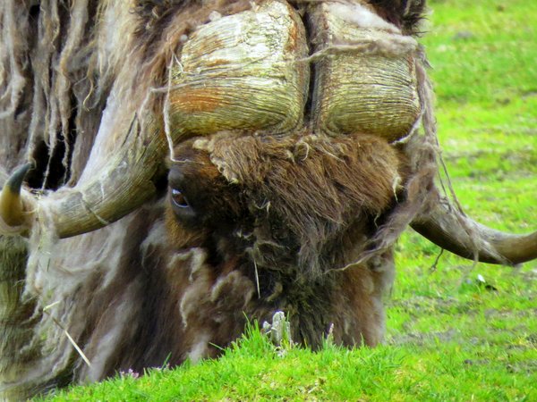 muskox musk ox