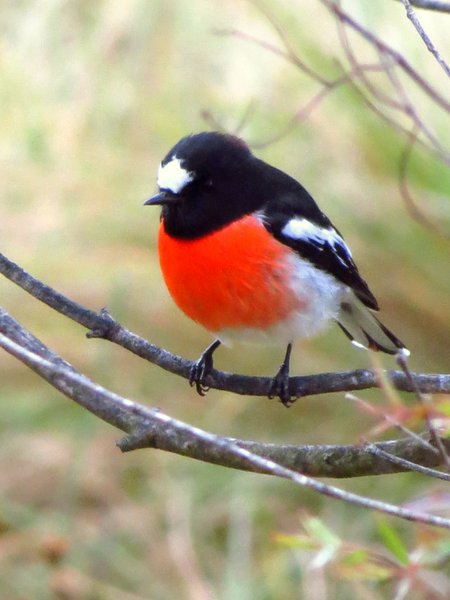 robin