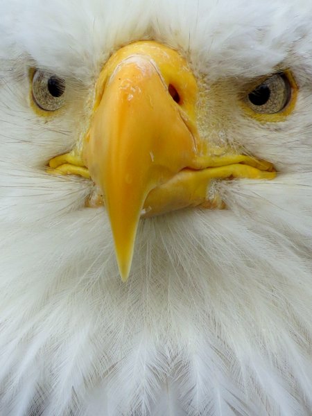 bald eagle