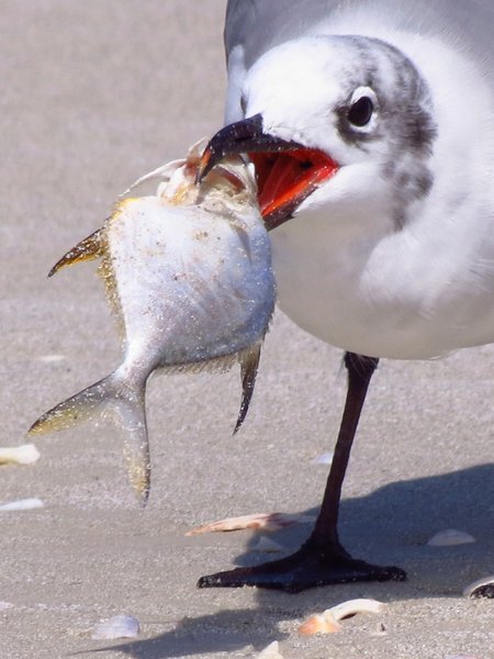 seagull