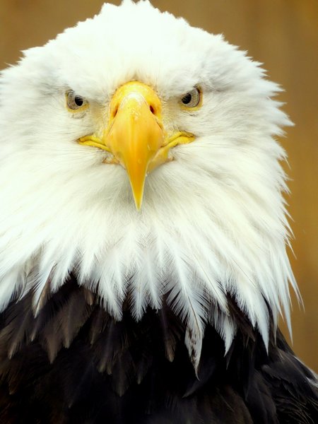 bald eagle