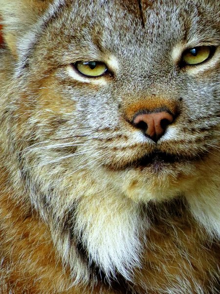 lynx