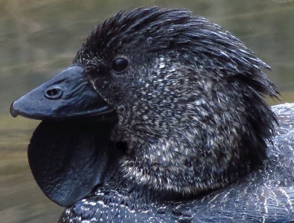 musk duck