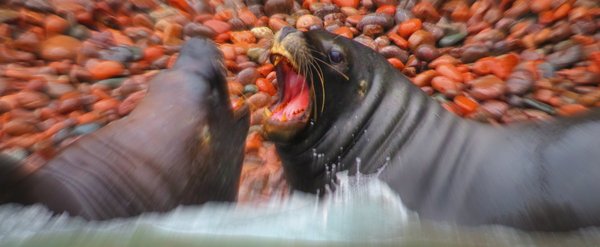 seal