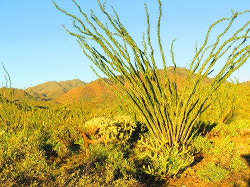arizona