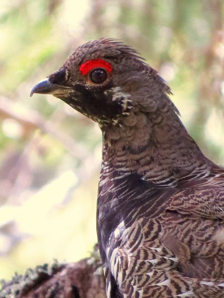 grouse