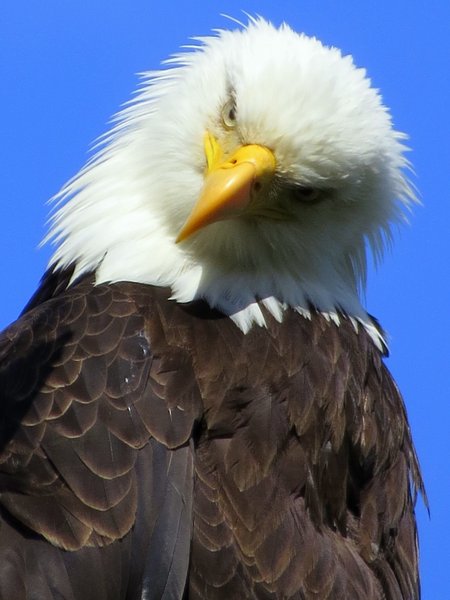 bald eagle