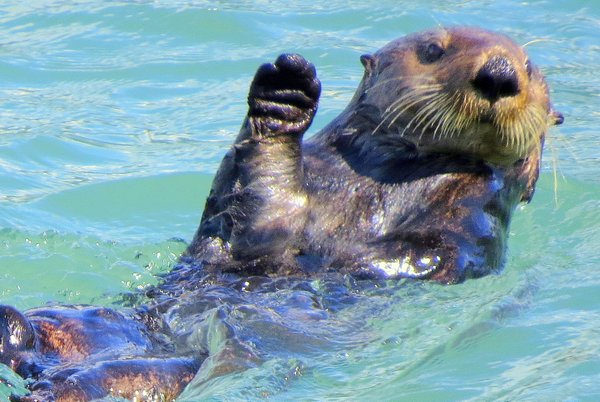 sea otter