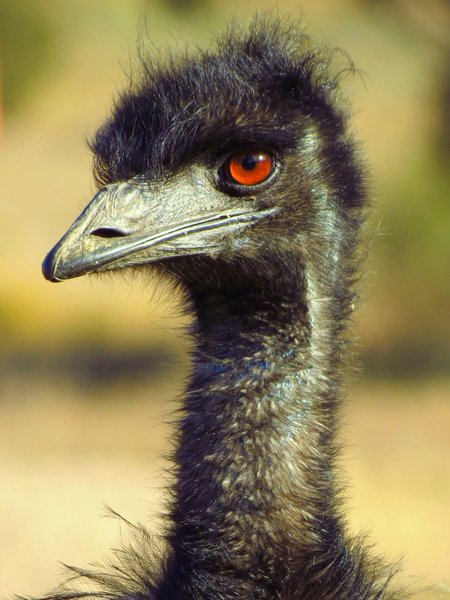 emu