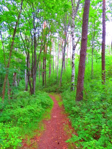 tree forest