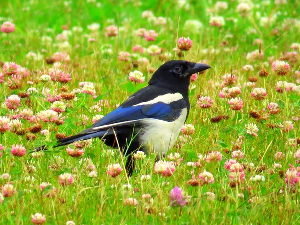 magpie sweden