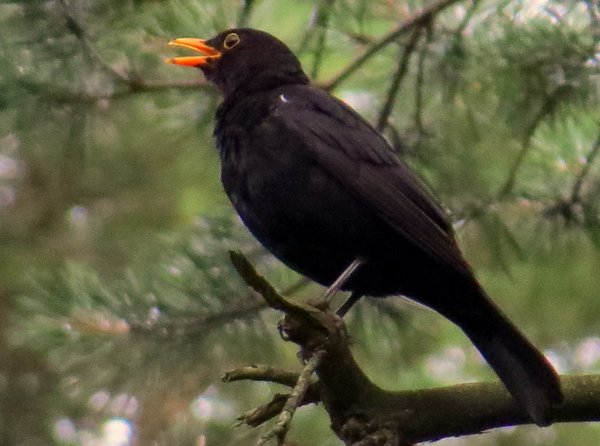 sweden bird