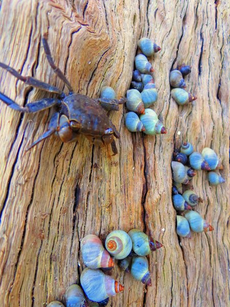 crab