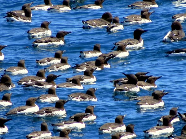seabirds