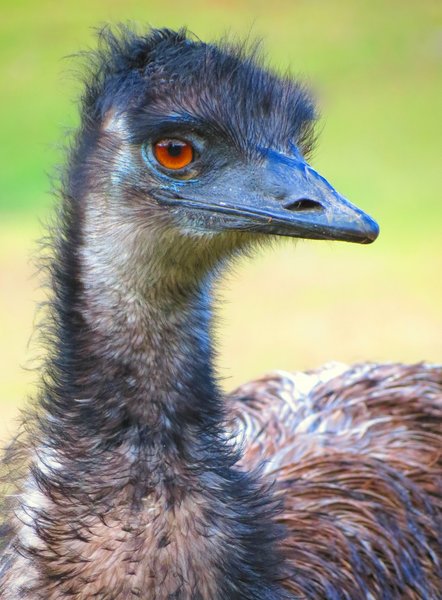 emu