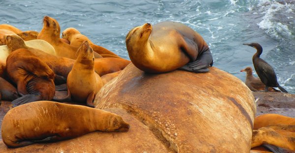 seal