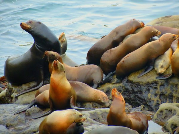 seal
