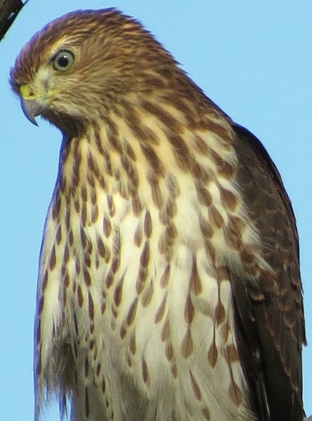 coopers hawk