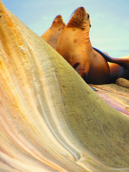 seal
