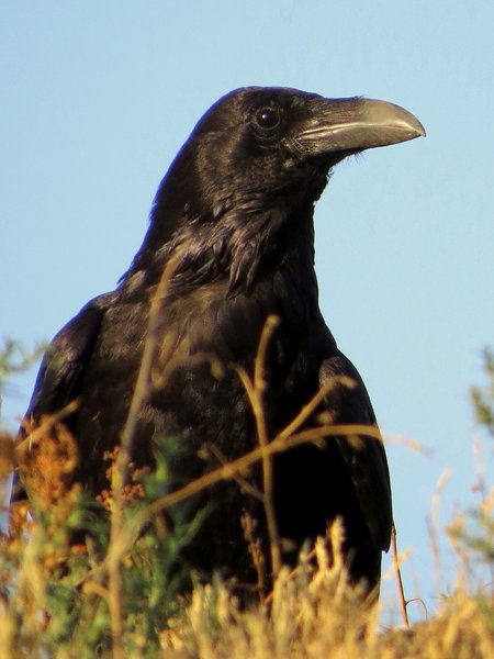 raven