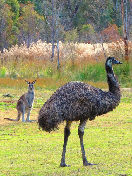emu kangaroo