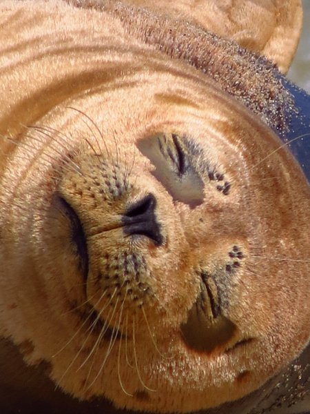 seal