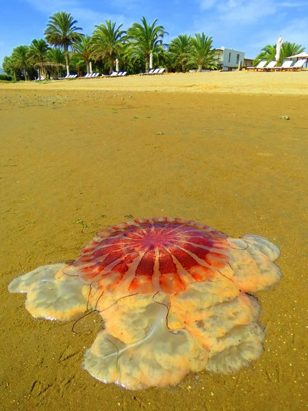 jellyfish