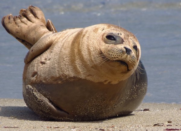 seal