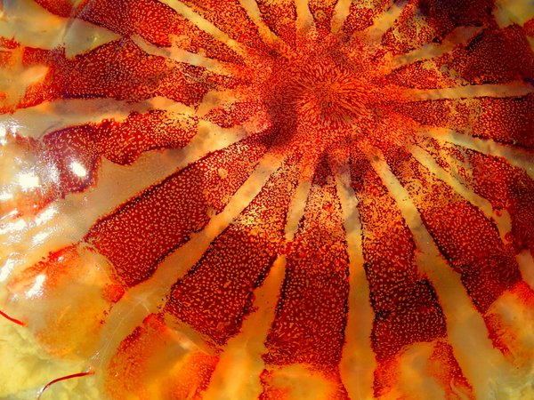jellyfish