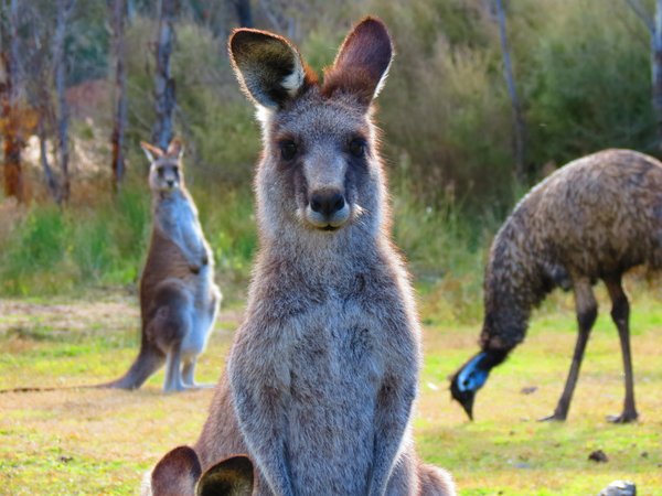 kangaroo emu