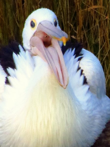 peican australia