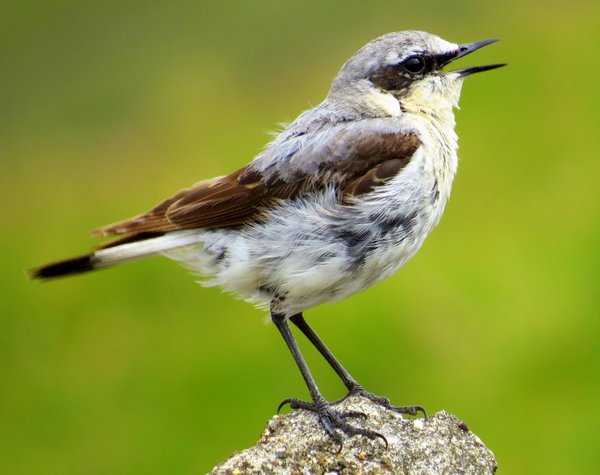 faroe islands bird