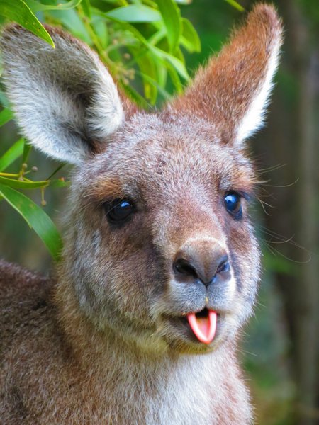kangaroo