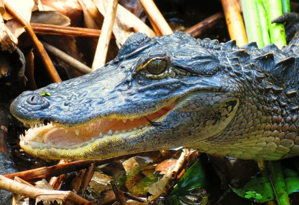 alligator