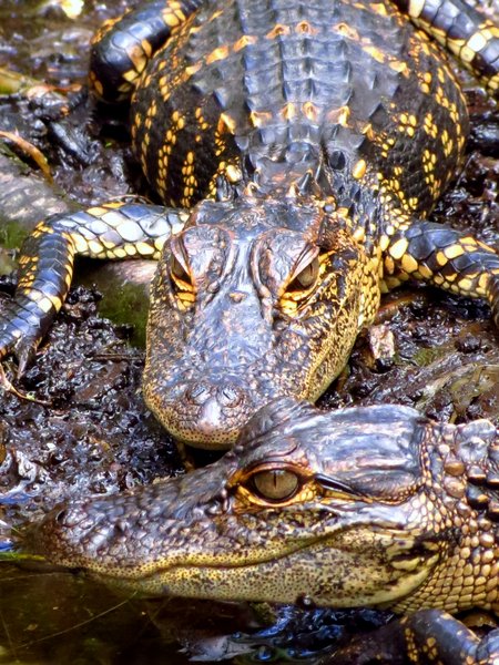 alligator