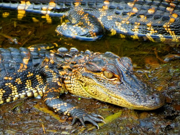 alligator