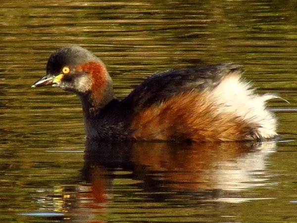 grebe