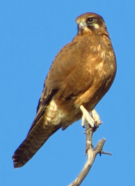falcon