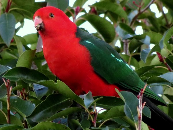 parrot