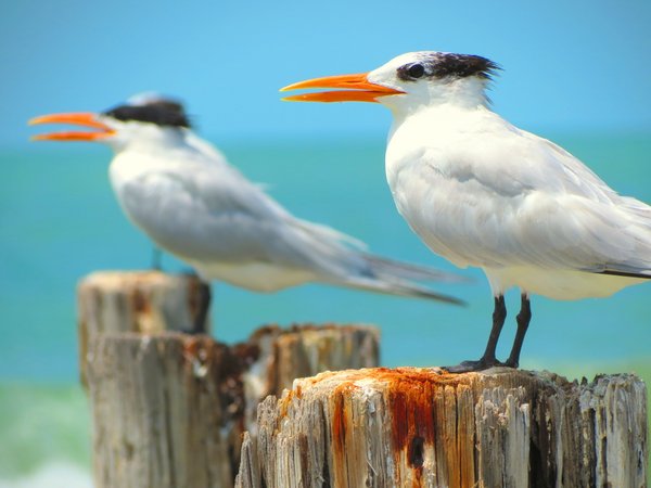 tern