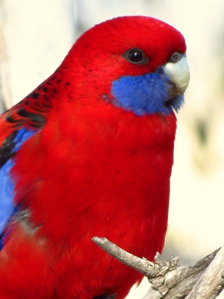 rosella