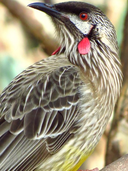 wattlebird