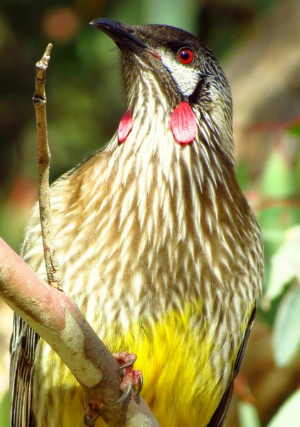 wattlebird