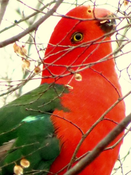 parrot