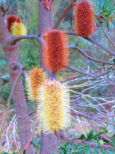 plant