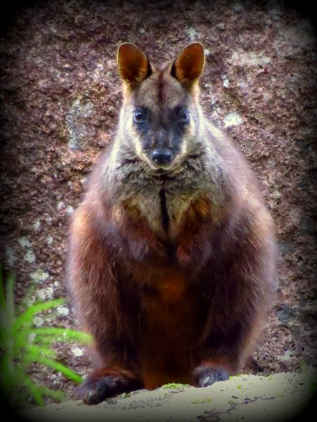 wallaby