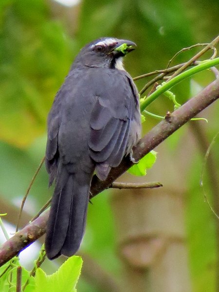 bolivia bird