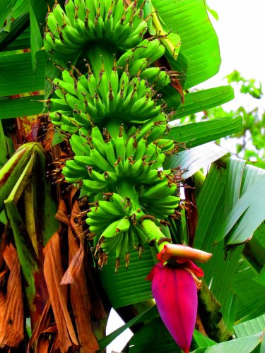 banana